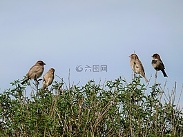 鳥,布什,性質(zhì)