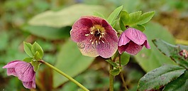 基督教玫瑰,鲜花,莲花鸡肝散