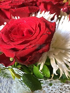 花,紅色,綠色