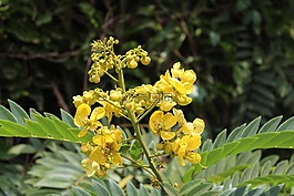 黃色花,花,光明