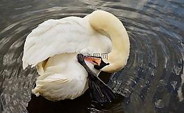天鵝,白天鵝,鳥