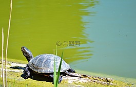 龜,水龜,爬行動物