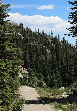 山,森林,落基山国家公园