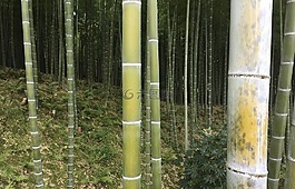 竹,伍兹,森林