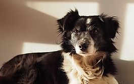 狗,边境牧羊犬,宠物