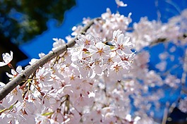 櫻桃,春天,藍(lán)色的天空
