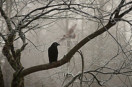 烏鴉,騷擾,貓頭鷹
