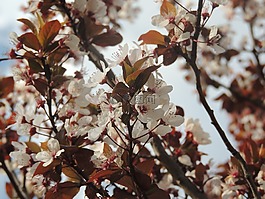 树,枝杈,樱桃