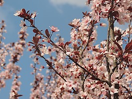 树,樱桃,枝杈