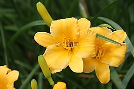 花,黃色,開(kāi)花