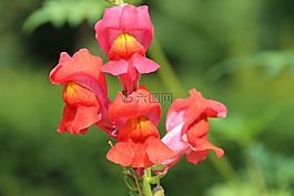 loewenmaeulchen,花,紅色