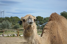 駱駝,動物,動物園