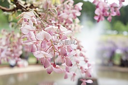 紫藤,自然,鮮花