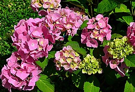 繡球,花花園,八仙花灌木
