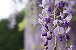 紫藤,自然,鮮花