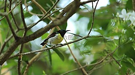 鳥,自然,野生動物