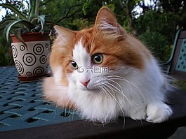 猫,tomcat的,土耳其安哥拉猫