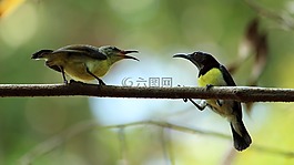 鳥,野生動物,動物