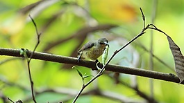 野生動(dòng)物,鳥,自然