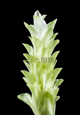 花,開花,白