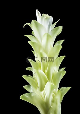 花,開花,白
