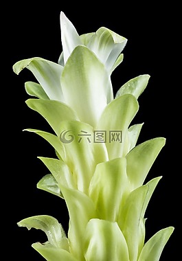 花,開花,白