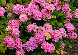 绣球,花花园,八仙花灌木