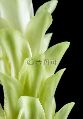 花,開花,白