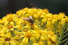 昆蟲,開花,黃色