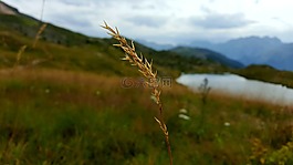 山,小麥,湖
