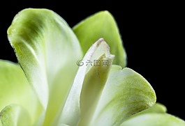 花,開花,白
