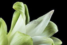 花,開花,白