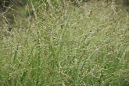 草,在葡萄藤上,halme