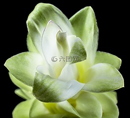 花,開花,白