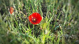 罌粟,klatschmohn,罌粟花