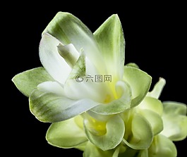 花,開(kāi)花,白