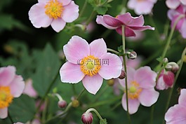 鮮花,粉紅色,廠