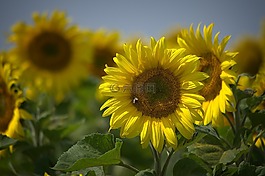 太陽花,夏季,黃色