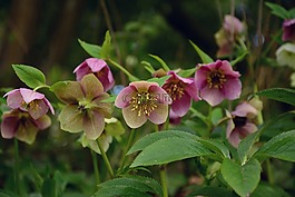 基督教玫瑰,鲜花,莲花鸡肝散