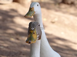 鴨,動物,野生