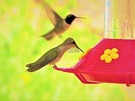 蜂鳥,多彩,綠色