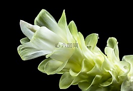 花,開花,白