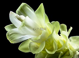 花,開花,白