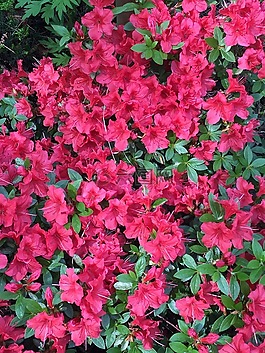 山茶花,粉紅色,開花