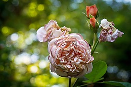 玫瑰,盛開,開花