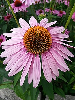 松果菊,紫色金光菊,花