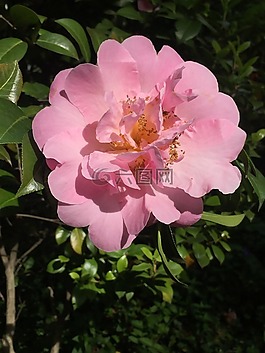 山茶花,粉紅色,開花