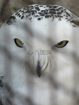 雪鸮,貓頭鷹,動物園