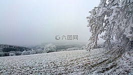 寒冬,霜,森林