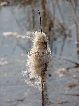 香蒲,芦苇,湖